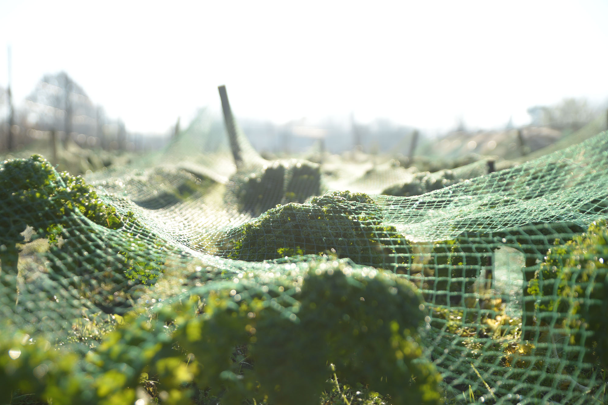 Cases - Embassy of Brands - Volantess - 10